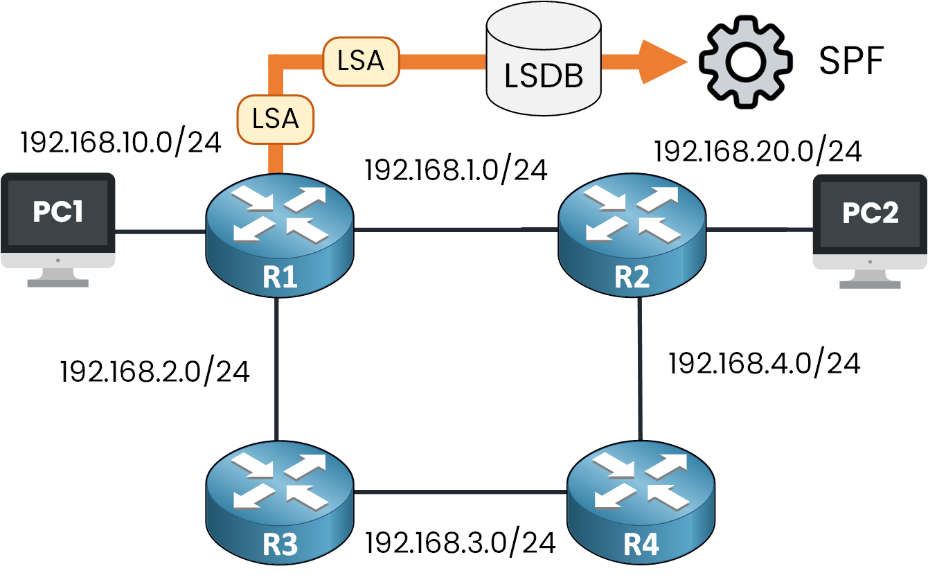 Router R1 uses the LSDB built from LSAs to run the SPF algorithm and calculate the shortest paths