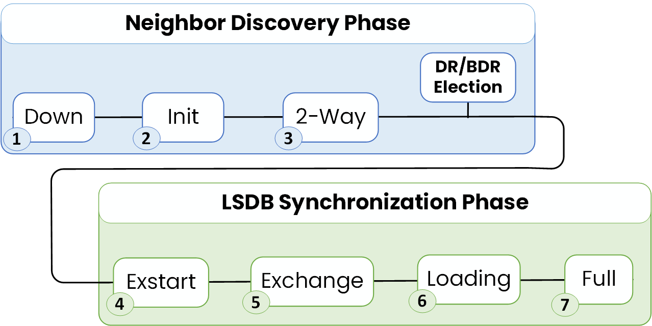OSPF neighbor states showing DR BDR election at 2-Way state during neighbor discovery phase